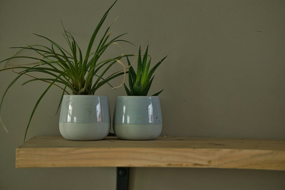 Plant in a white ceramic pot